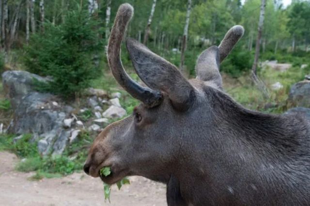 Elch im Wald