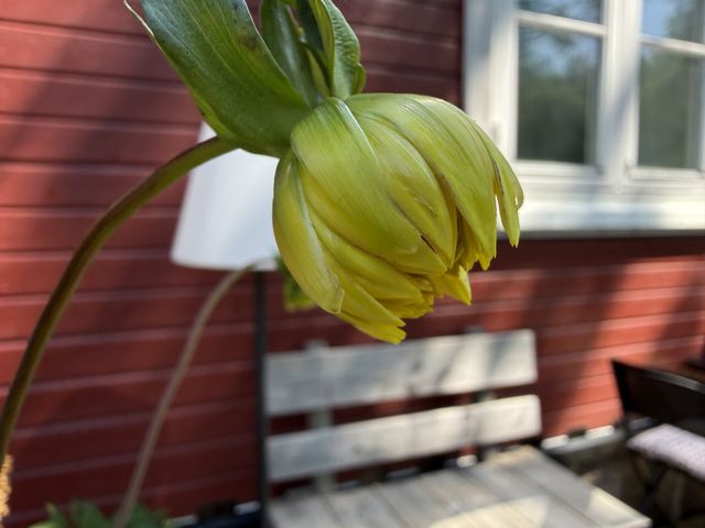 Blüte vor der Hauswand