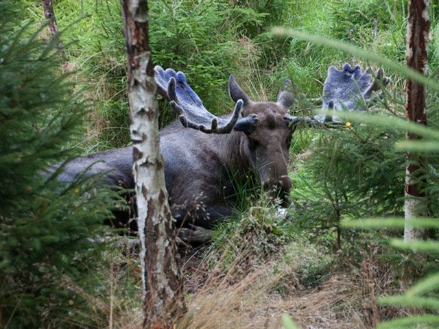 Elch im Wald