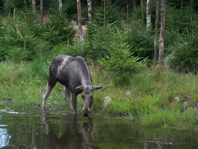 Elch im Elchpark Nybro – Bild 6