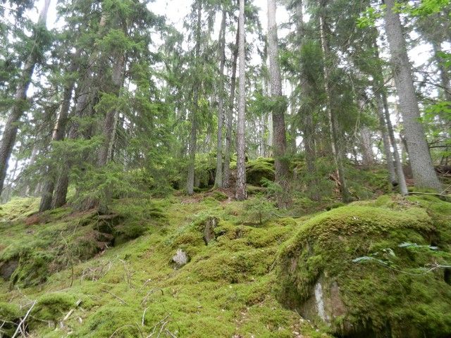 Moosbewachsener Wald bei Fröseke – Bild 2