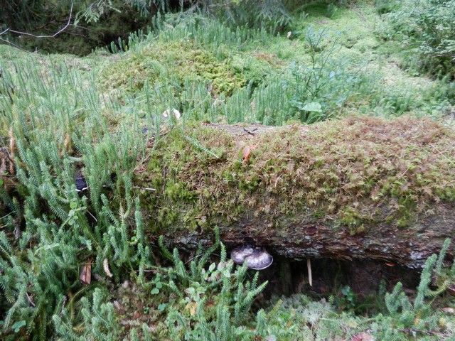 Moosbewachsener Wald bei Fröseke – Bild 3
