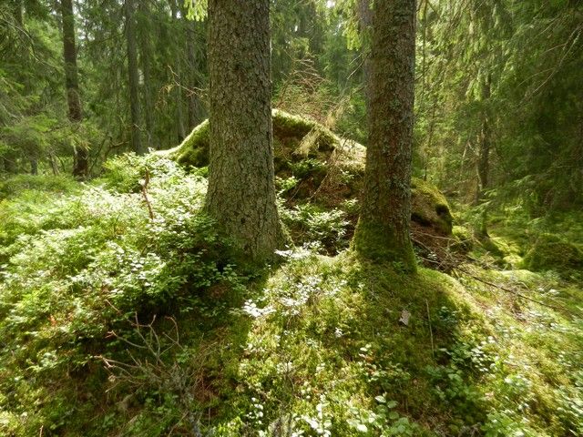 Moosbewachsener Wald bei Fröseke – Bild 4