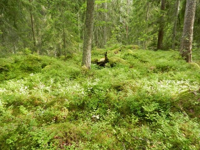 Moosbewachsener Wald bei Fröseke – Bild 5